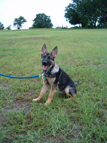 Bi Color German Shepherd