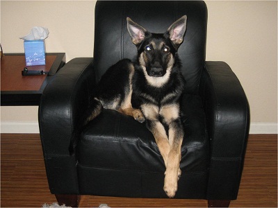 BiColor German Shepherd