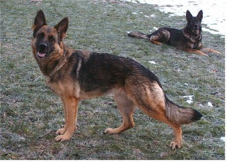 Alpha von der Liebenburg - GerdesHaus German Shepherds - Breeder & Trainer