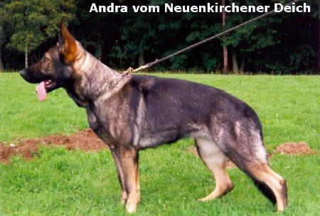 Andra vom Neuenkirchener - GerdesHaus German Shepherds - Breeder & Trainer