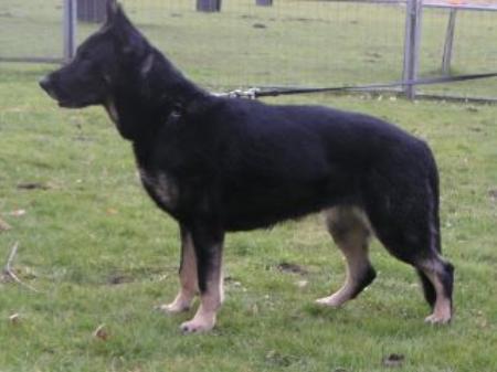 Anka vom Nordenstamm - GerdesHaus German Shepherds - Breeder & Trainer