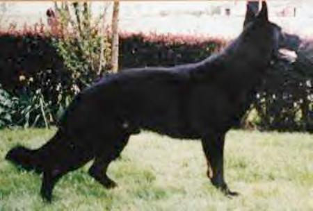 Aram v. Hardowin - GerdesHaus German Shepherds - Breeder & Trainer