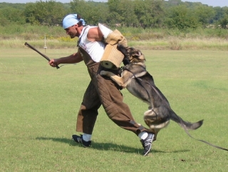 Arkan van de Hildewaerde - GerdesHaus German Shepherds - Breeder & Trainer