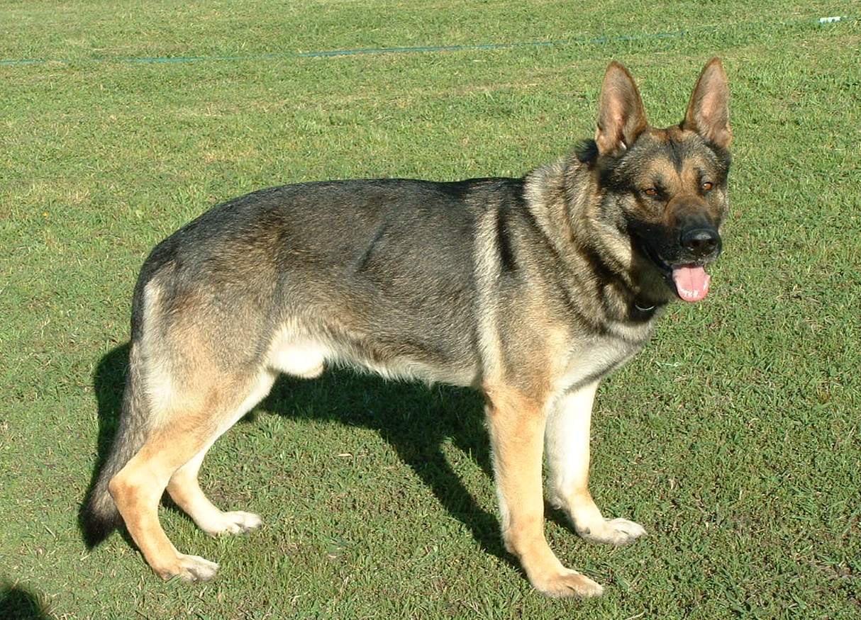 Sable German Shepherd