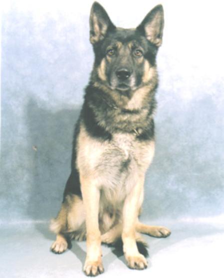 Arko vom Berrenrather Berg - GerdesHaus German Shepherds - Breeder & Trainer