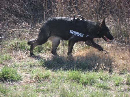 Sable German Shepherd