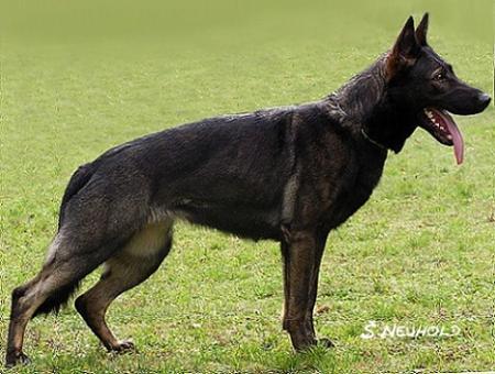 Blanka vom Patscherkofel - GerdesHaus German Shepherds - Breeder & Trainer