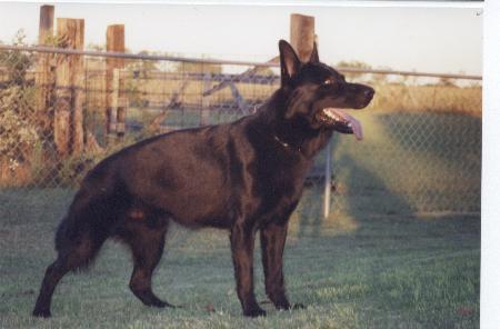 Brando vom Nordsturm - GerdesHaus Shepherds