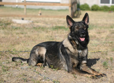 Cena vom GerdesHaus dog, Schutzhund, German Shepherd, GSD, Shepherd, breeder, puppies, Deutsche Schaferhund,