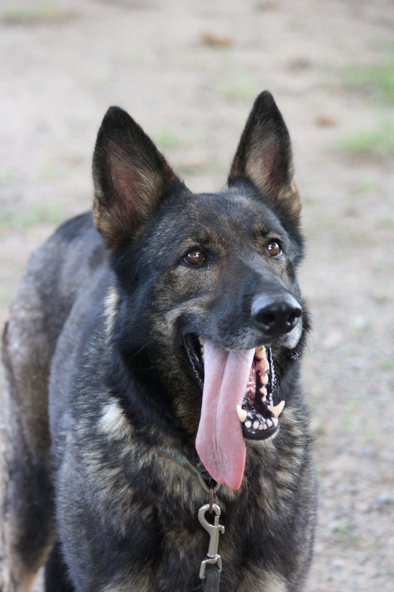 Diamond Vom Haus Hall dog, Schutzhund, German Shepherd, GSD, Shepherd, breeder, puppies, Deutsche Schaferhund,