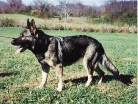 Didi vom Dariushof - GerdesHaus German Shepherds - Breeder & Trainer