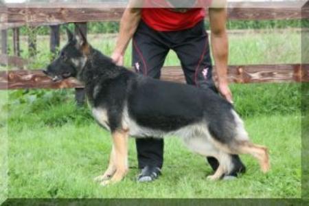 Diva vant Enclavehof - GerdesHaus German Shepherds - Breeder & Trainer