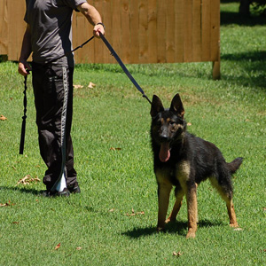 Dux Lipov Dvor - GerdesHaus German Shepherds - Breeder & Trainer