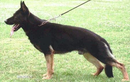 Eik vom Lisdorferland - GerdesHaus German Shepherds - Breeder & Trainer