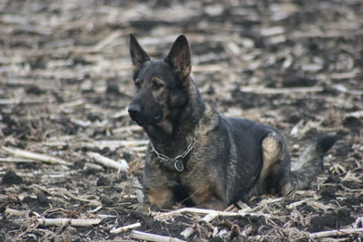 Ela von der Wormser Altstadt dog, Schutzhund, German Shepherd, GSD, Shepherd, breeder, puppies, Deutsche Schaferhund,