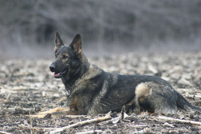 Sable German Shepherd