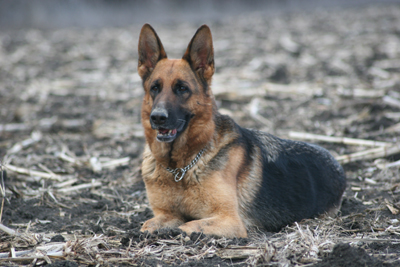 Show line German Shepherd