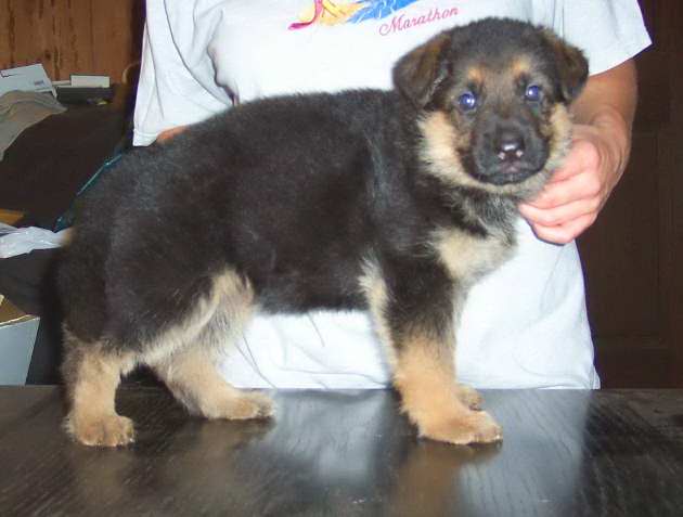 Black and Tan German Shepherd Puppy