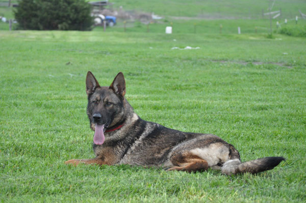 Sable German Shepherd