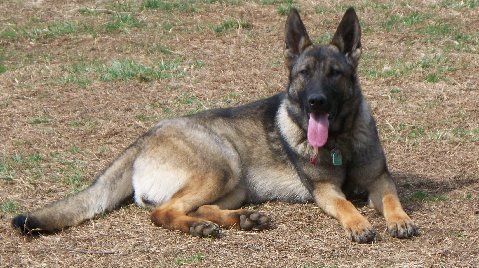 Exie von der Hundshardt - GSD Female - German Shepherd