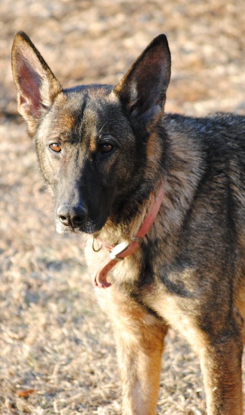 Exie von der Hundshardt - GSD Female - German Shepherd