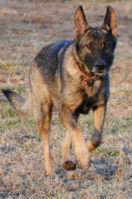 Exie von der Hundshardt - GSD Female - German Shepherd