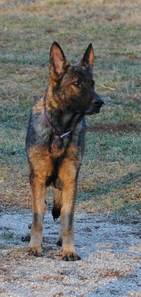 Exie von der Hundshardt - GSD Female - German Shepherd