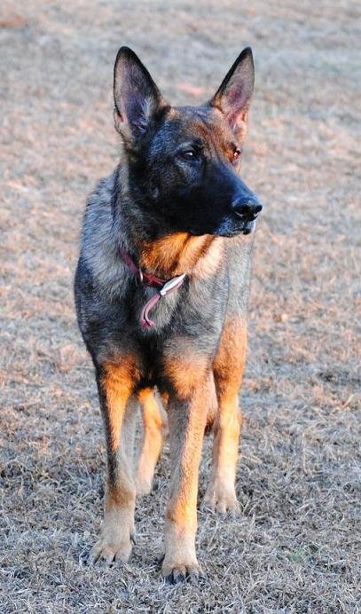 Exie von der Hundshardt - GSD Female - German Shepherd