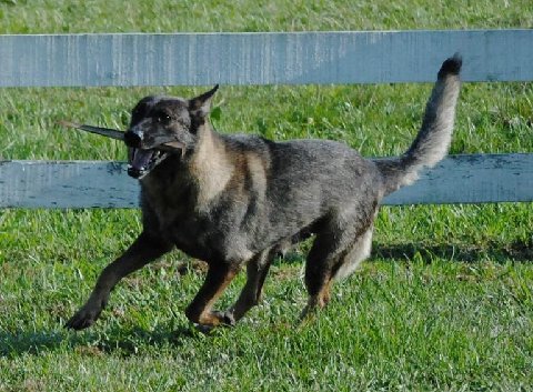 Exie von der Hundshardt - GSD Female - German Shepherd