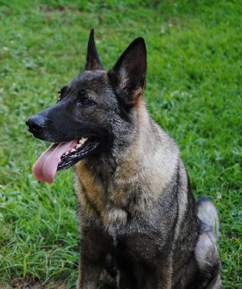 Exie von der Hundshardt - GSD Female - German Shepherd