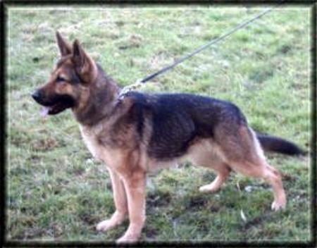 Face vom Smaragdwald - GerdesHaus German Shepherds - Breeder & Trainer