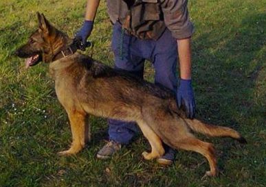 Gana von der Ransch Salztalblick dog, Schutzhund, German Shepherd, GSD, Shepherd, breeder, puppies, Deutsche Schaferhund,