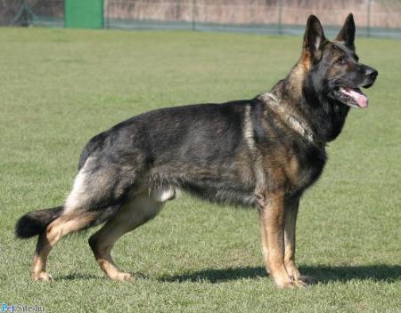 Gandalf vom Oberhausener-Kreuz - GerdesHaus German Shepherds - Breeder & Trainer