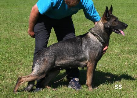 Gipsy vom Fuchsstein - GerdesHaus German Shepherds - Breeder & Trainer