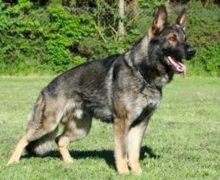 Gismo von der Schiffslache - GerdesHaus German Shepherds - Breeder & Trainer