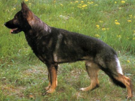 Glenn von der Huehnergasse - GerdesHaus German Shepherds - Breeder & Trainer
