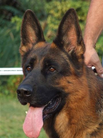 Gorby v. Schwarzwald - GerdesHaus German Shepherds - Breeder & Trainer