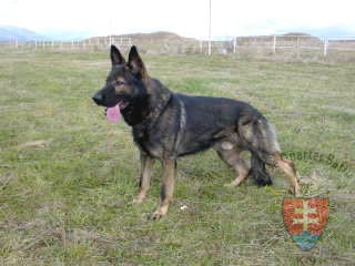 Hard Policia - GerdesHaus German Shepherds - Breeder & Trainer