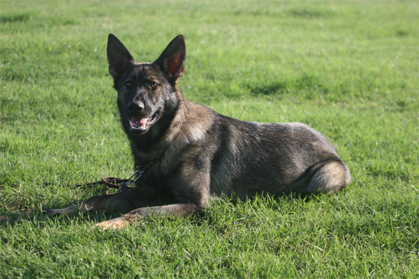 Sable German Shepherd