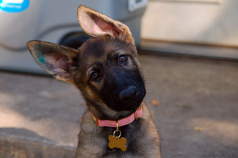 Sable German Shepherd