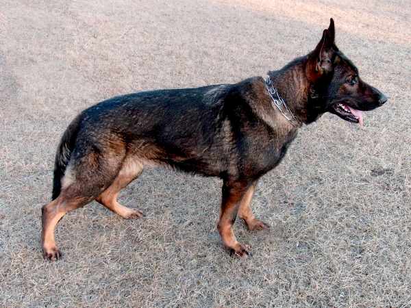 Sable German Shepherd