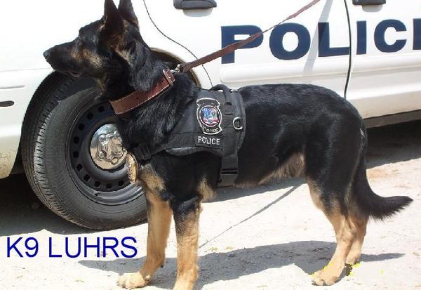 As experienced knowledgeable Importers and Breeders of German Shepherds no one can offer the quality and selection of top dogs from our many breeder friends in Germany as we can.