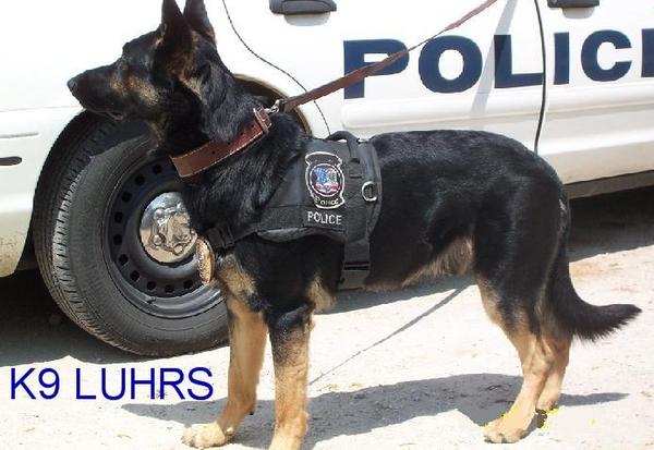 Luhrs vom Lorcolhof - GerdesHaus German Shepherds - Breeder & Trainer