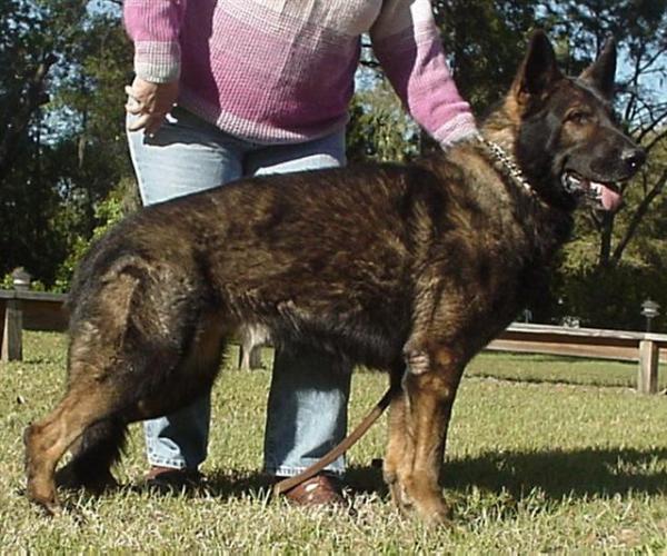 Monty vom Spartanville - GerdesHaus German Shepherds - Breeder & Trainer