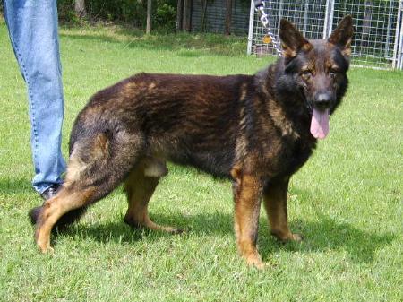 Sable German Shepherd