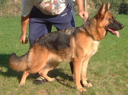 SG VIERNHEIMI Paris - GerdesHaus German Shepherds - Breeder & Trainer