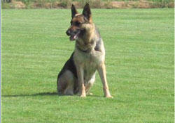 Selien van Bukeshof - GerdesHaus German Shepherds - Breeder & Trainer