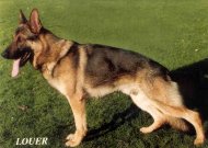 Ugo Burenswald - GerdesHaus German Shepherds - Breeder & Trainer