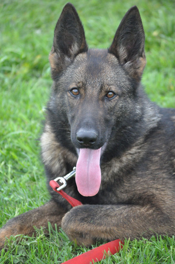 Unika vom GerdesHaus dog, Schutzhund, German Shepherd, GSD, Shepherd, breeder, puppies, Deutsche Schaferhund,