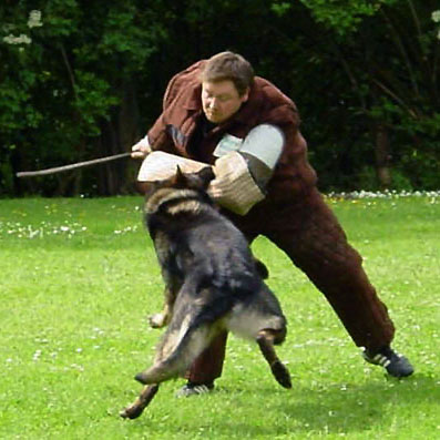 Ury Vom Fuchsgraben - GerdesHaus German Shepherds - Breeder & Trainer